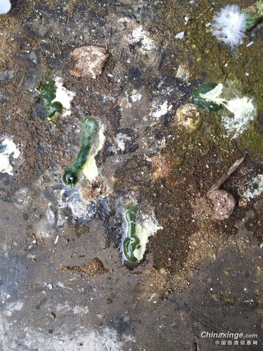 鸽子拉白转成拉绿