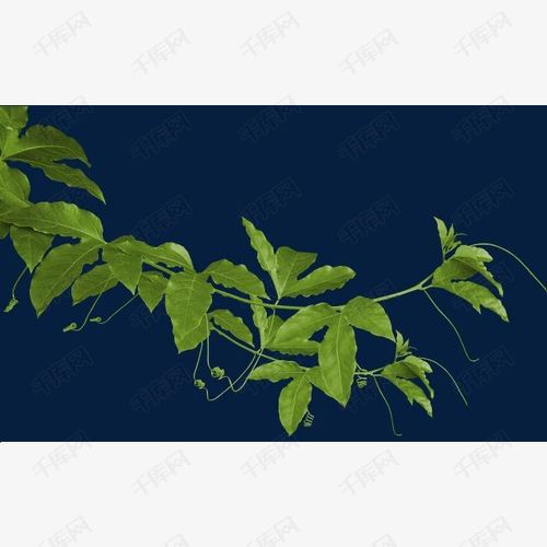 树叶素材的素材免抠枝叶叶子绿色叶子植物