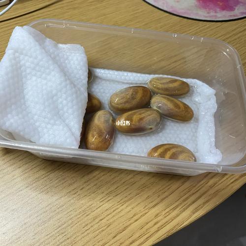 菠萝蜜种子发芽_菠萝蜜_美食_美食其他