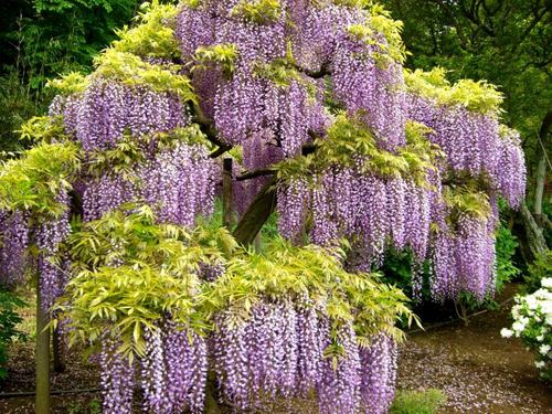 「紫藤花的巨大窗帘」!介绍【足利花卉公园】当天返回