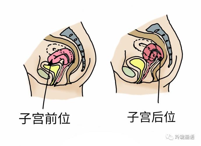 教你看懂妇科b超报告超级干货来啦