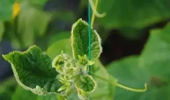 钾过剩:一般土壤不会出现钾过剩的现象,钾过剩主要是由于钾肥施用过