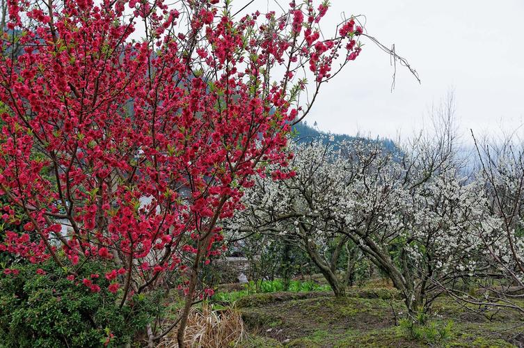 桃李芬芳满山村—乐昌九峰山