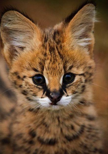 引人注意的是它们的耳朵,这一对大招风耳在薮猫成年后变得更又高又圆