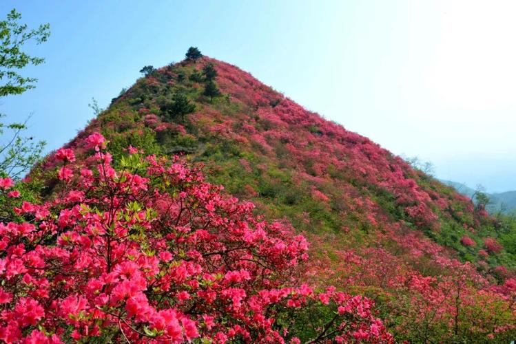 春游江淮请您来最美人间四月天魅力六安邀您来赏花杜鹃花开映山红