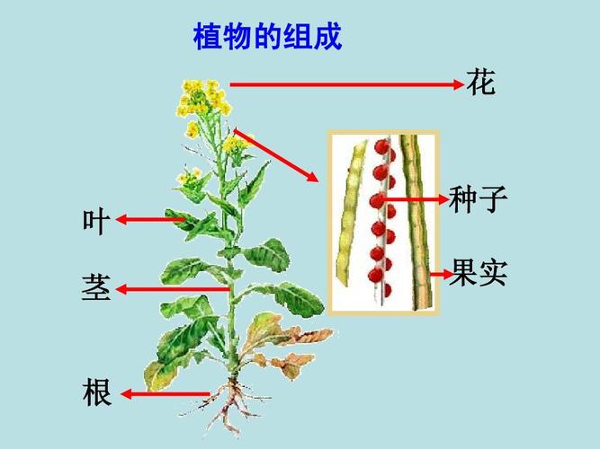 七年级生物下册9.1植物体的构成教案(新版)苏科版