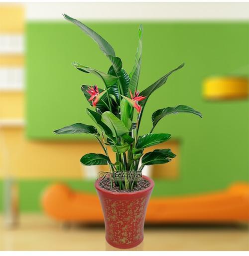 青岛绿植同城天堂鸟鹤望兰盆栽 大型客厅植物 办公室绿化室内花卉