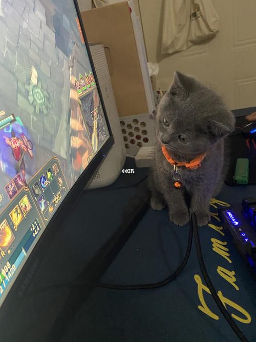 游戏猫09_蓝猫_宠物_猫