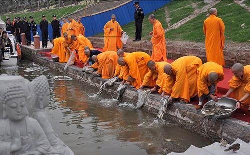 英媒:中国每年放生2亿只动物 成一些和尚摇钱树