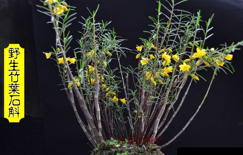 野生竹叶石斛 姬竹叶石斛 细叶石斛 竹叶石斛 盆景石斛 5元一苗