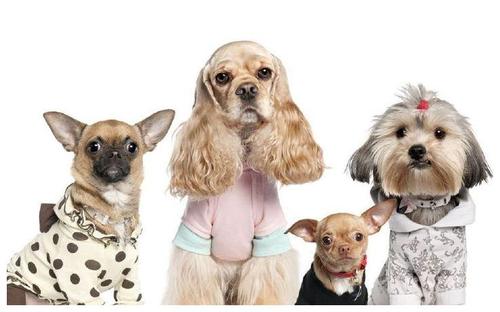 彼得:为什么狗坐在桌子下面