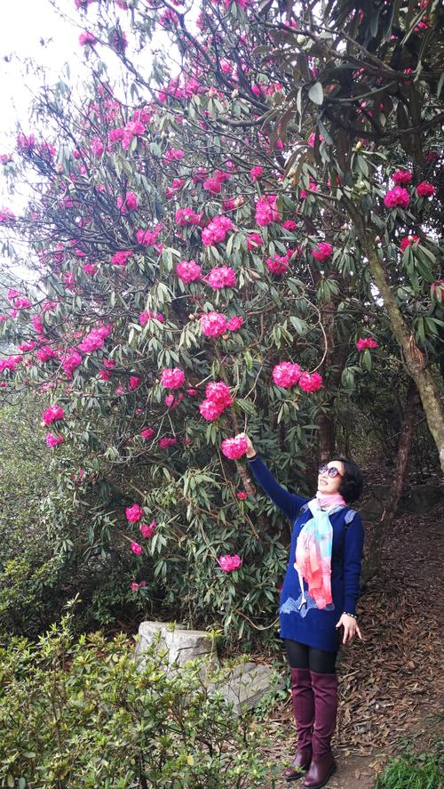 高大的乔木杜鹃