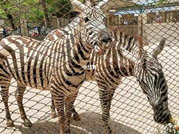 兰州五泉山动物园