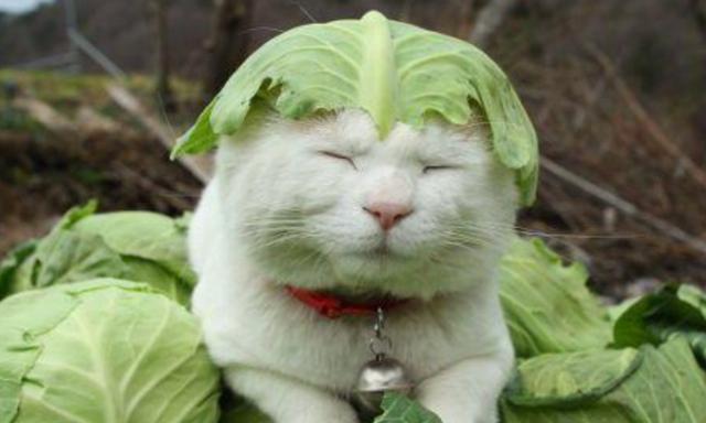 猫叔头顶包菜叶子