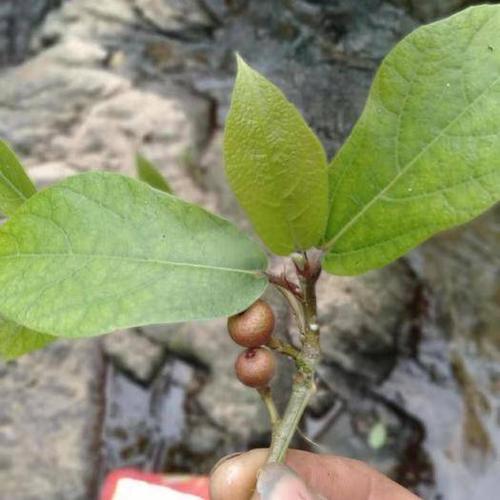 福建省泉州市安溪县牛奶树根 大号牛奶根