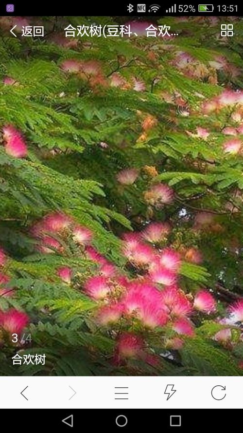 当绒线花开了的时候