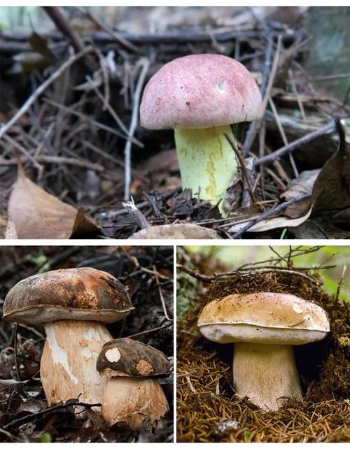 云南特产新鲜白葱牛肝菌 白牛肝 白葱菌鲜冻大脚菇 食用蘑菇批发