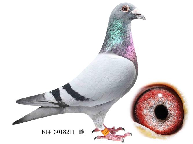 盖比超级罗密欧直子