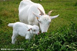 食草动物(动物种类)
