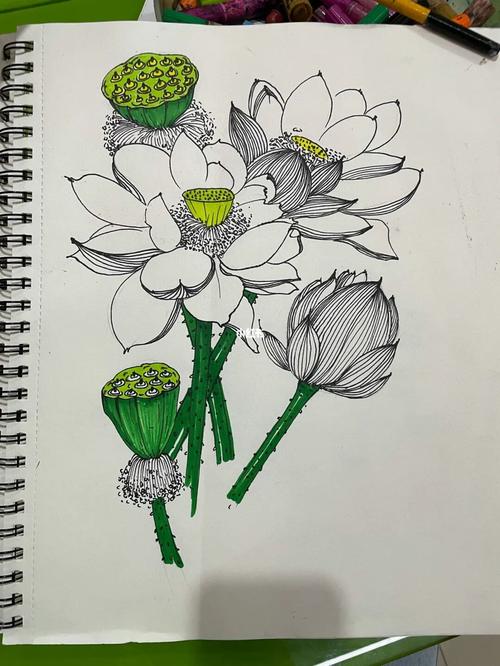 荷花写生,线描荷花_荷花_写生_线描_穿搭_彩墨_文化