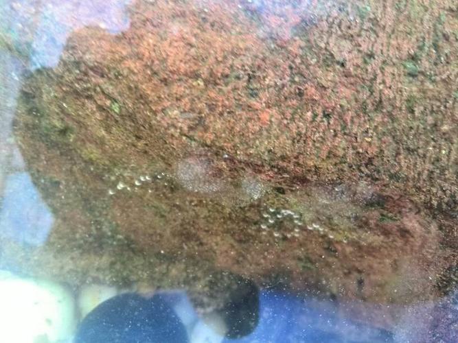   分享到:  15 分钟前  提问者采纳 您抓的是囊螺还是田螺?