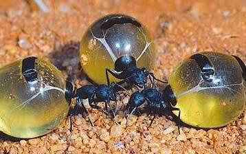 原创小身体大胃王这种蚂蚁能吃下近十倍的食物因太好吃成人类零食