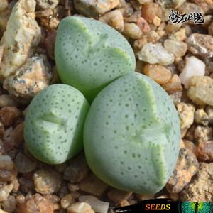 多肉植物种子 肉锥花种子 紫式部1455.8-taylorianum 10粒