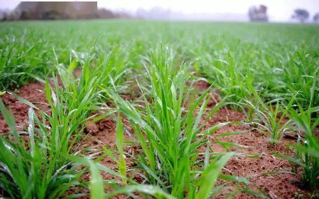 刚出的小麦苗发黄怎么回事?小麦弱苗,发黄,这个原因要
