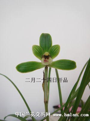 豆瓣兰新品百合求命名选用者赠本品壮草两苗