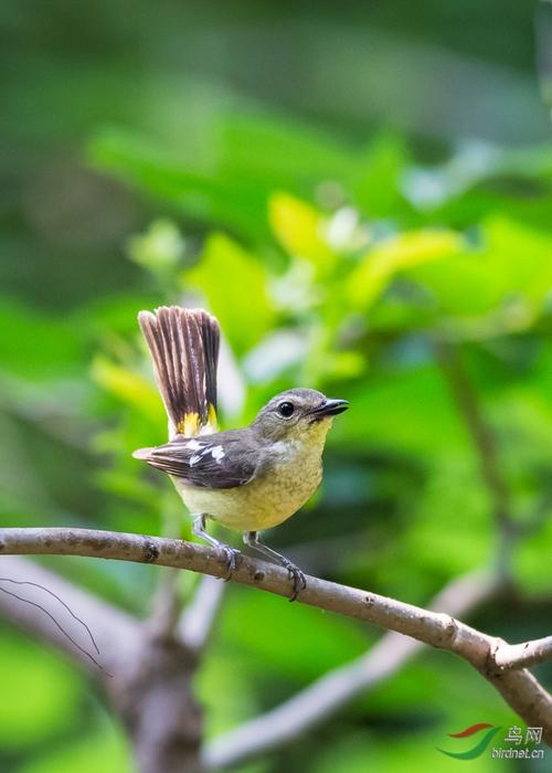 白眉姬鹟(雌鸟)