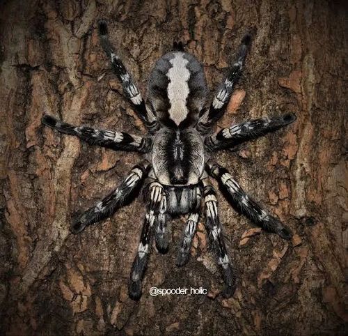 poecilotheria regalis 印度华丽雨林