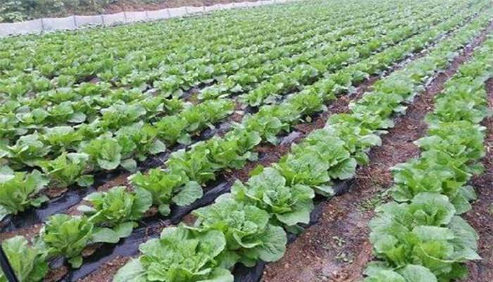 大白菜种植技术