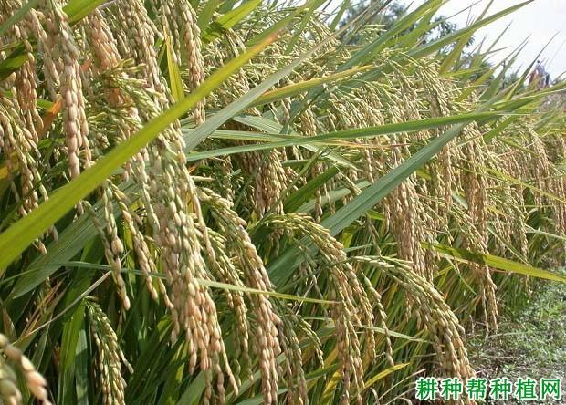 淮稻13号水稻品种好不好