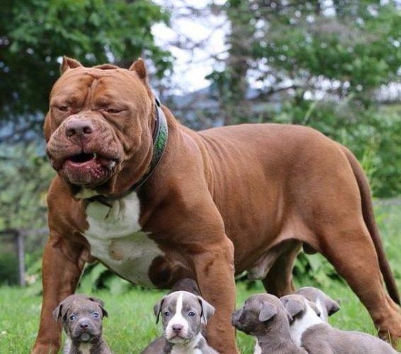 出售纯种比特犬,咬口死,阿德曼血统,保证健康