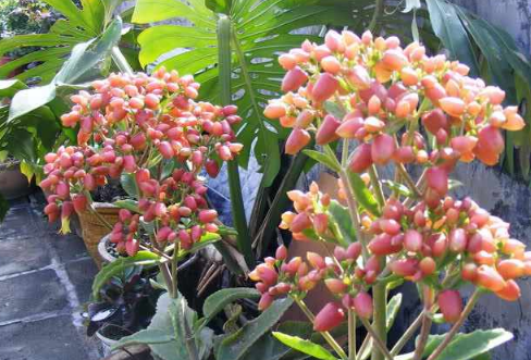 落地生根开花图片