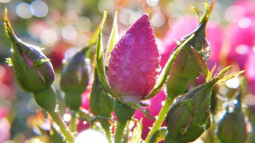 桌面壁纸 花卉 鲜花特写 > 鲜花上的水滴露珠图片 壁纸分辨率:(5120x