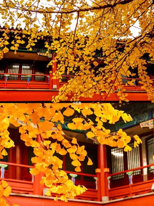 北京旅行|小众景点|看银杏叶最美寺院_景点_小众景点