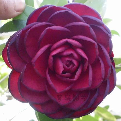 精品花卉金碧辉煌盆栽茶花苗室内庭院阳台绿植四季山茶包邮