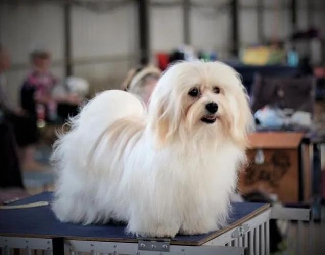 百科哈瓦那犬古巴的短腿小天使