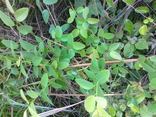 老鼠屎藤的功效与作用