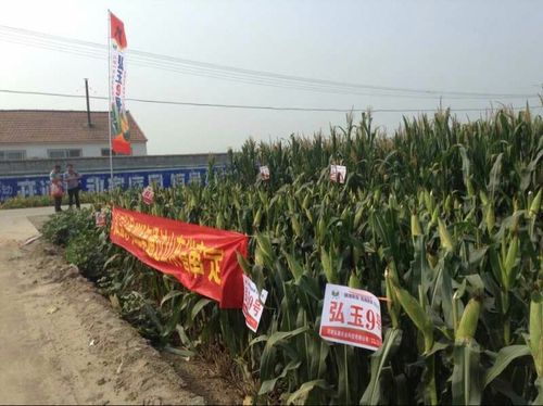 2019河北沃育玉米品种篇之 弘玉9号