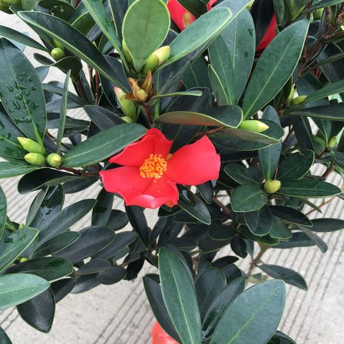 红茶花茶梅山茶花赤丹香水茶花耐寒 盆栽露天带土发货_7折现价25.8元