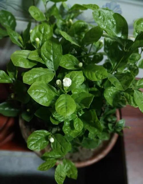 茉莉花掉叶子只剩下秃枝条避开闷环境促进新芽萌发