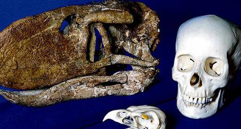 为此,科学家检验了一种与"恐怖鸟"类似的骇鸟骨骼,并利用"有限元分析"