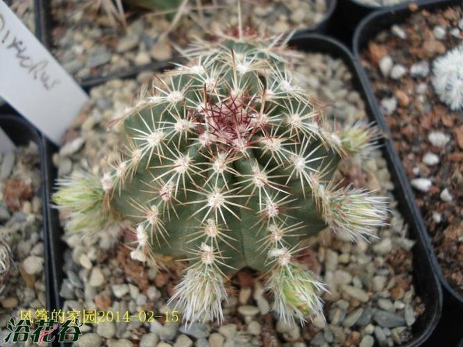 青花虾echinocereus viridiflorus