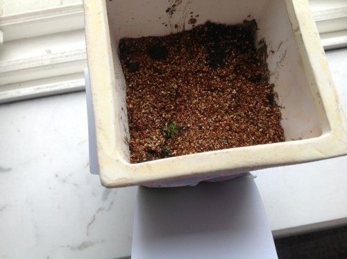 食虫草幼苗是不是长这样                