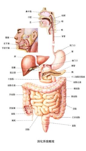 急性胰腺炎相关知识