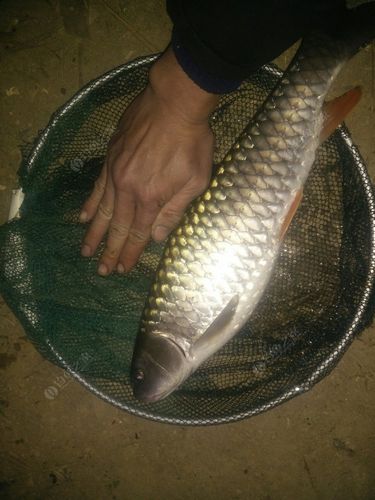 双子塘水库好多军鱼大草鱼