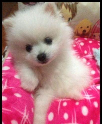 雪雪白白的哈多利小博美犬是迷你袖珍犬最小的宠物狗