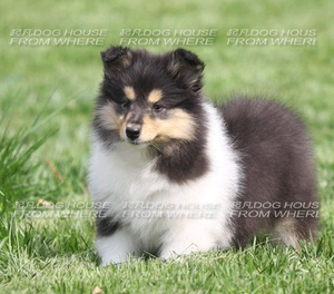 a星级企业犬屋繁殖进口纯种苏牧犬 苏格兰牧羊犬 赛级血统苏牧狗